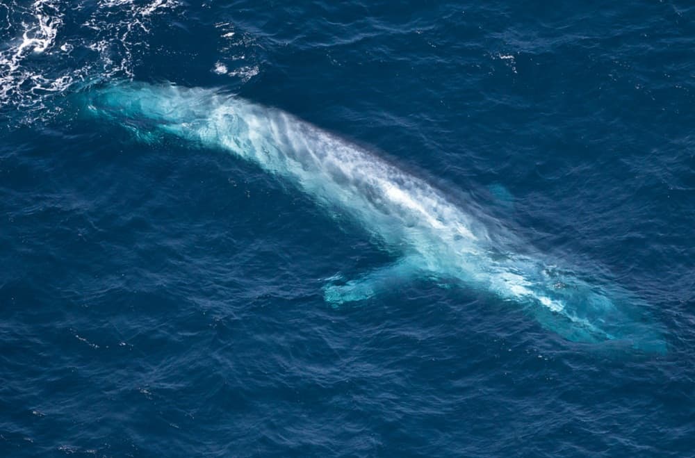 اكتشاف أطول مخلوق في العالم في أعماق المحيط الأسترالي