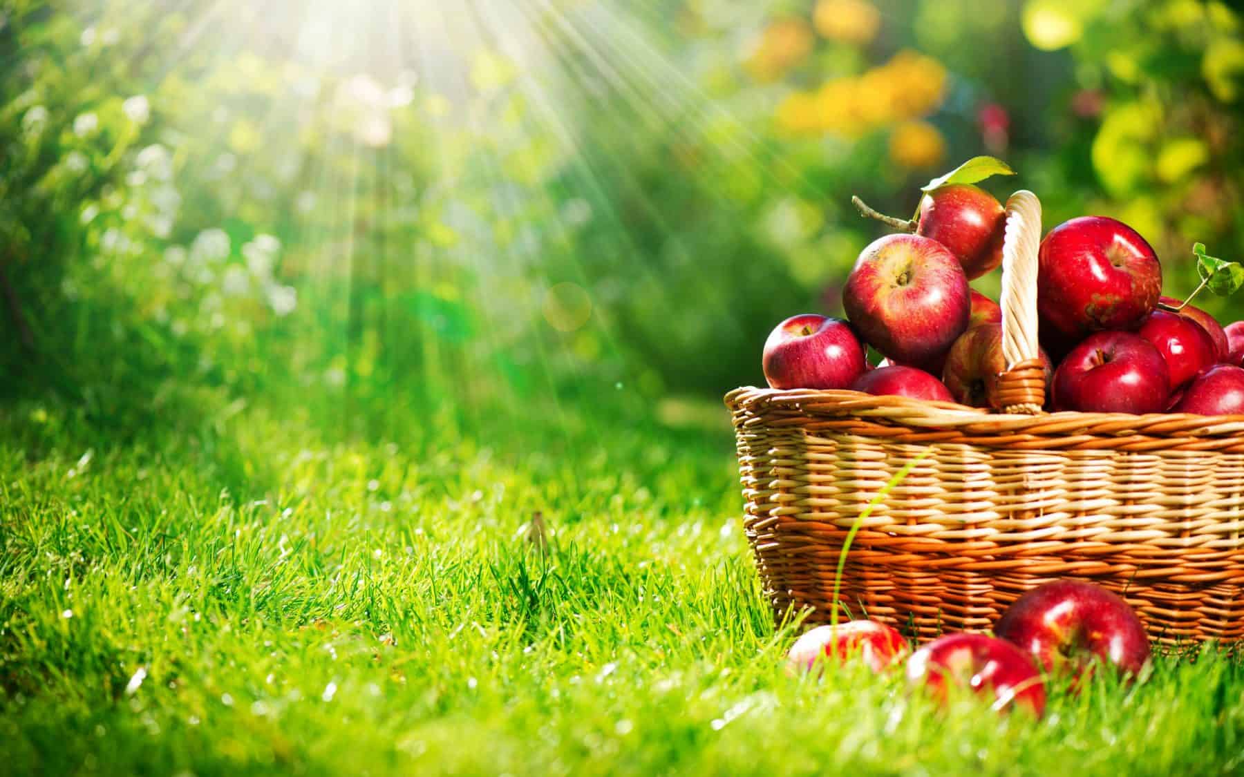 فوائد التفاح الصحية والجمالية
